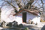 Amar Kalp Tree (2500 Yrs Old)
